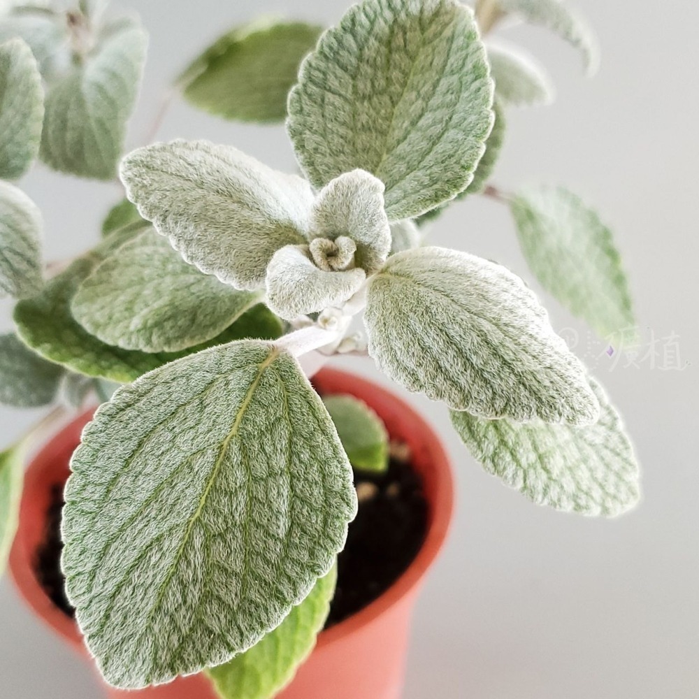 ❖植物❖ 銀葉左手香 三寸盆 到手香 碰碰香 3寸盆 香草植物 療癒植物-細節圖2