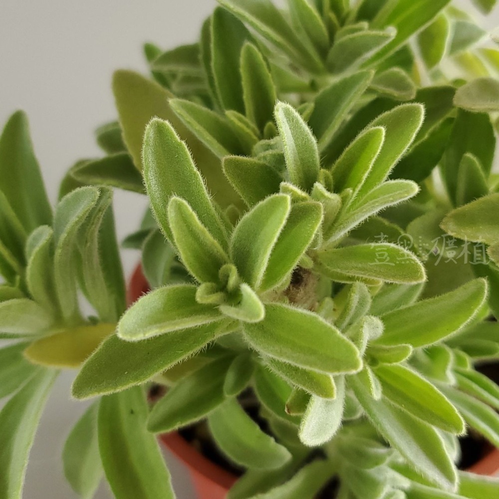 ❖植物❖ 韓國左手香 三寸盆 到手香 碰碰香 3寸盆 香草植物 療癒植物-細節圖2