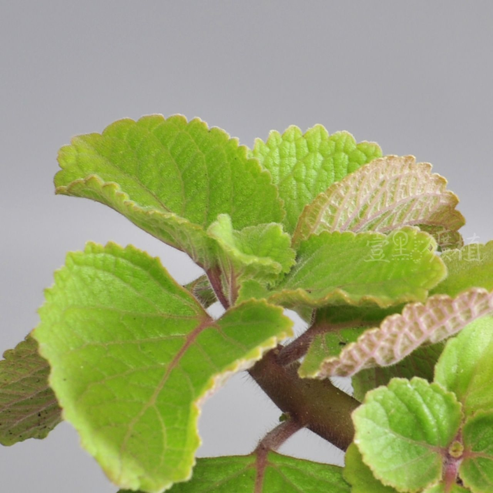 ❖植物❖ 檸檬左手香 三寸盆 到手香 碰碰香 3寸盆 香草植物 療癒植物-細節圖2