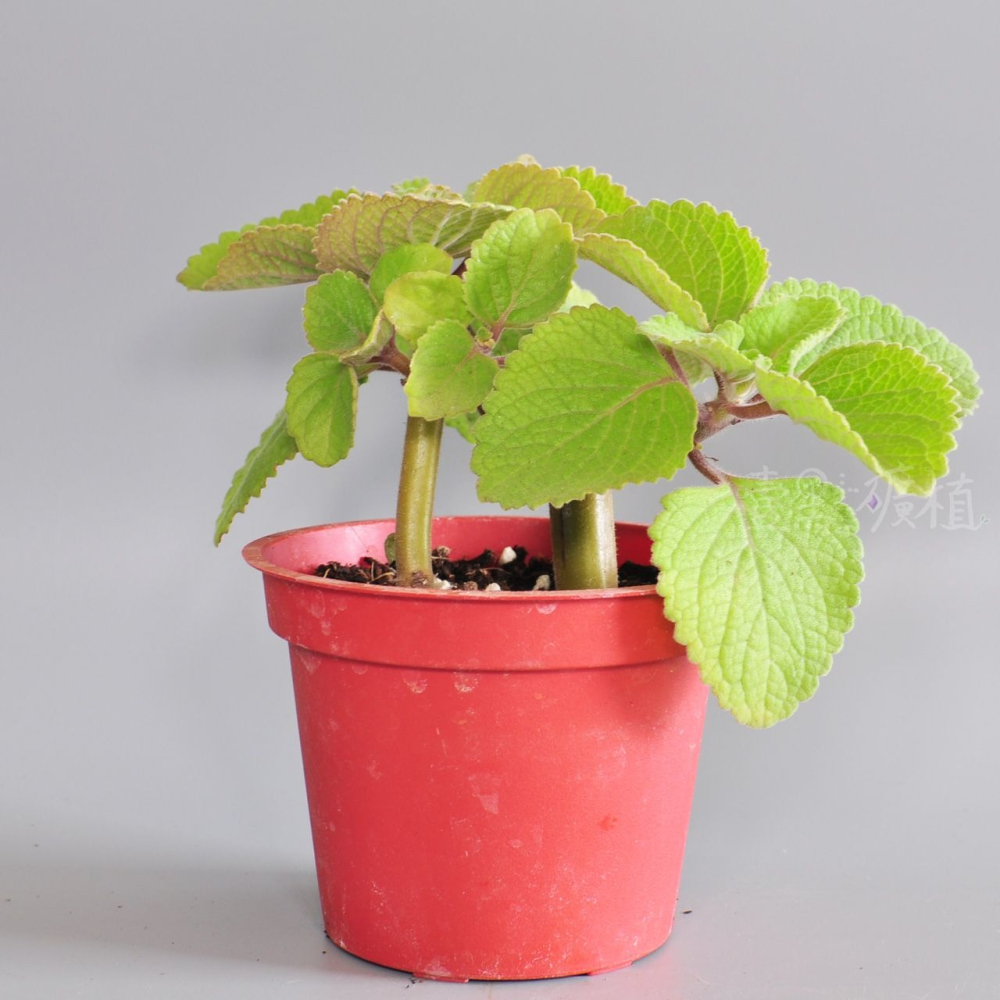 ❖植物❖ 檸檬左手香 三寸盆 到手香 碰碰香 3寸盆 香草植物 療癒植物-細節圖3