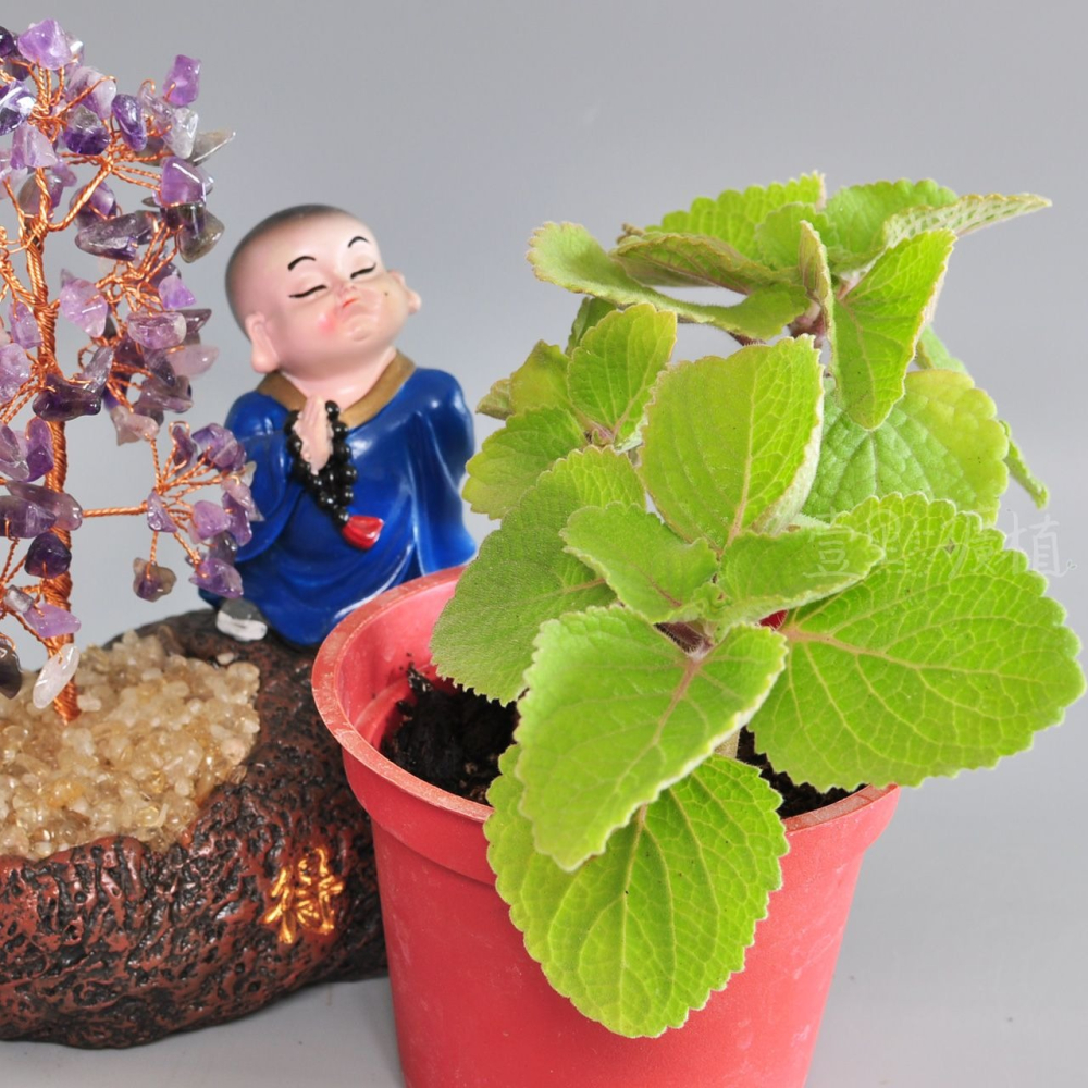 ❖植物❖ 檸檬左手香 三寸盆 到手香 碰碰香 3寸盆 香草植物 療癒植物-細節圖4