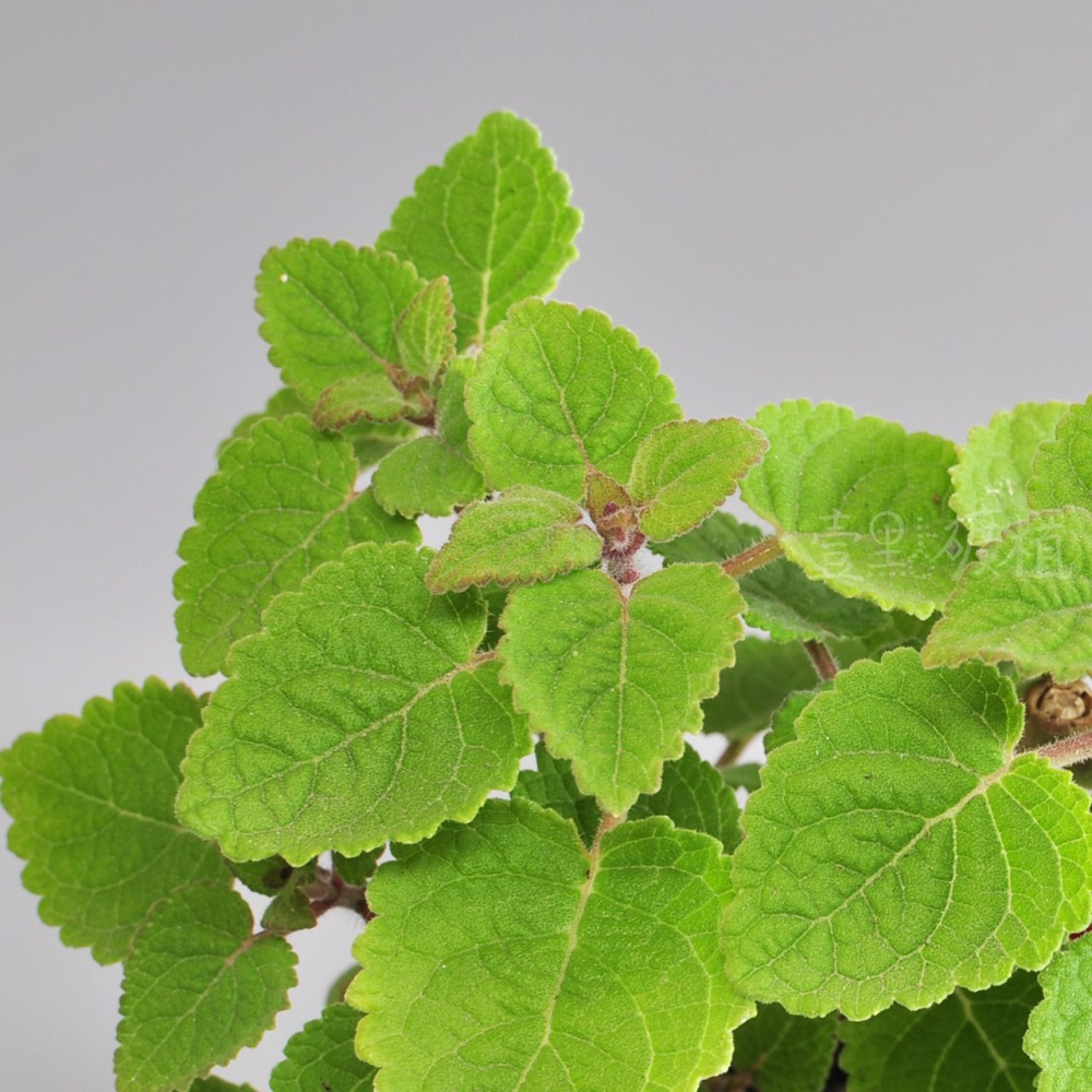 ❖植物❖ 麝香左手香 三寸盆 到手香 碰碰香 3寸盆 香草植物 療癒植物-細節圖2