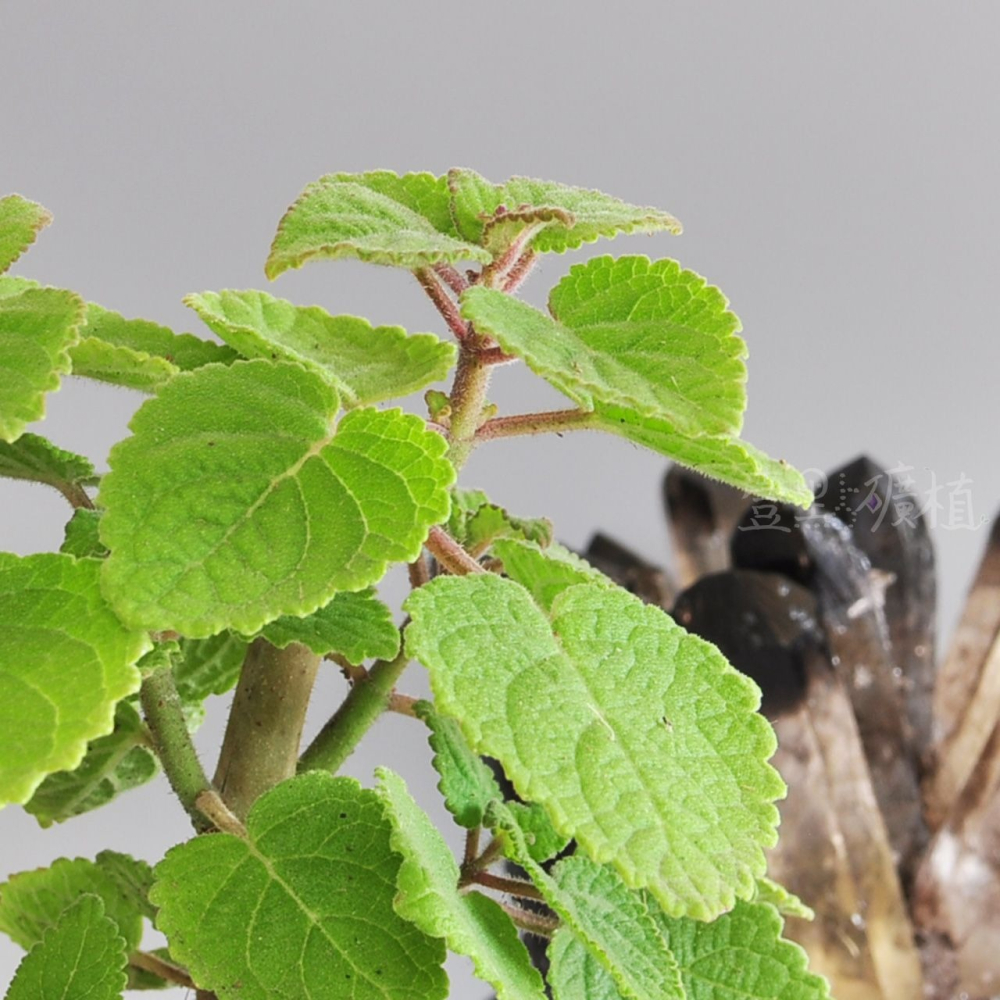 ❖植物❖ 麝香左手香 三寸盆 到手香 碰碰香 3寸盆 香草植物 療癒植物-細節圖3