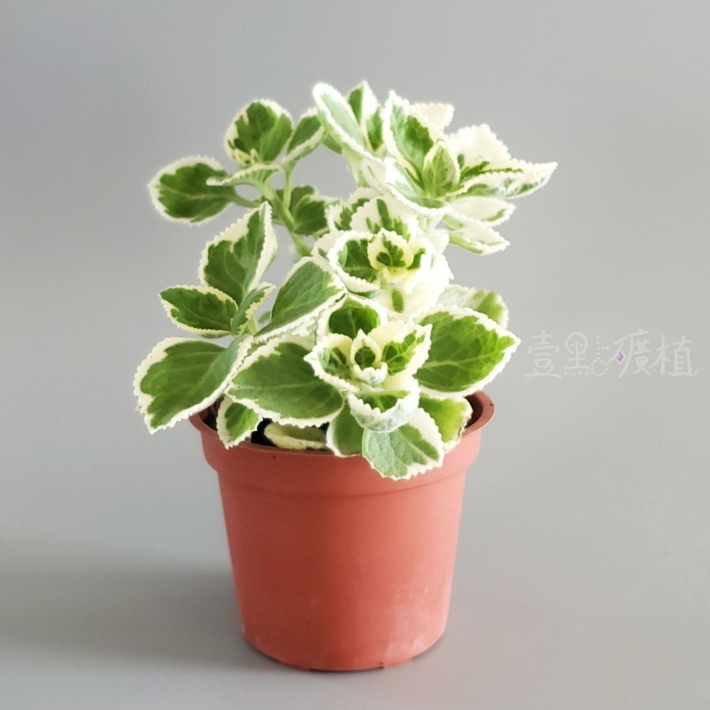 ❖植物❖ 鑲邊左手香 三寸盆 到手香 碰碰香 3寸盆 香草植物 療癒植物 觀葉-細節圖2