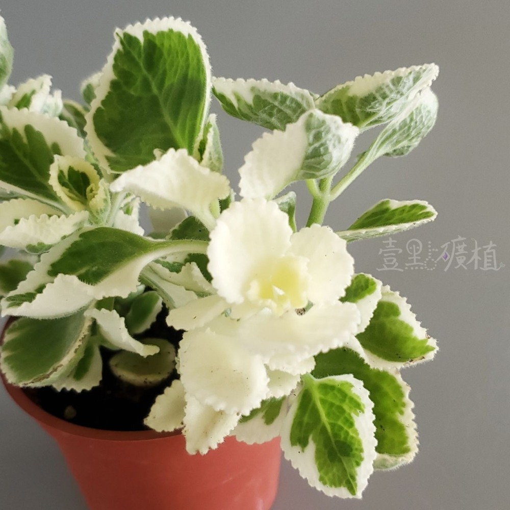 ❖植物❖ 鑲邊左手香 三寸盆 到手香 碰碰香 3寸盆 香草植物 療癒植物 觀葉-細節圖3