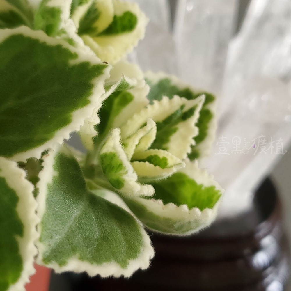 ❖植物❖ 鑲邊左手香 三寸盆 到手香 碰碰香 3寸盆 香草植物 療癒植物 觀葉-細節圖4