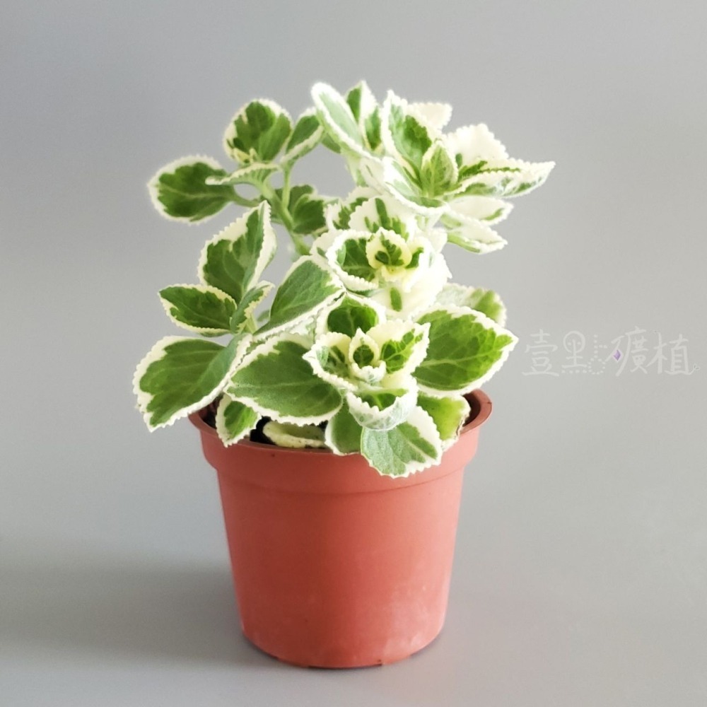 ❖植物❖ 鑲邊左手香 三寸盆 到手香 碰碰香 3寸盆 香草植物 療癒植物 觀葉-細節圖2