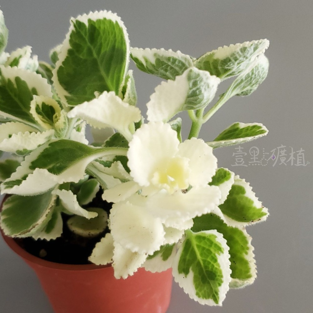 ❖植物❖ 鑲邊左手香 三寸盆 到手香 碰碰香 3寸盆 香草植物 療癒植物 觀葉-細節圖3