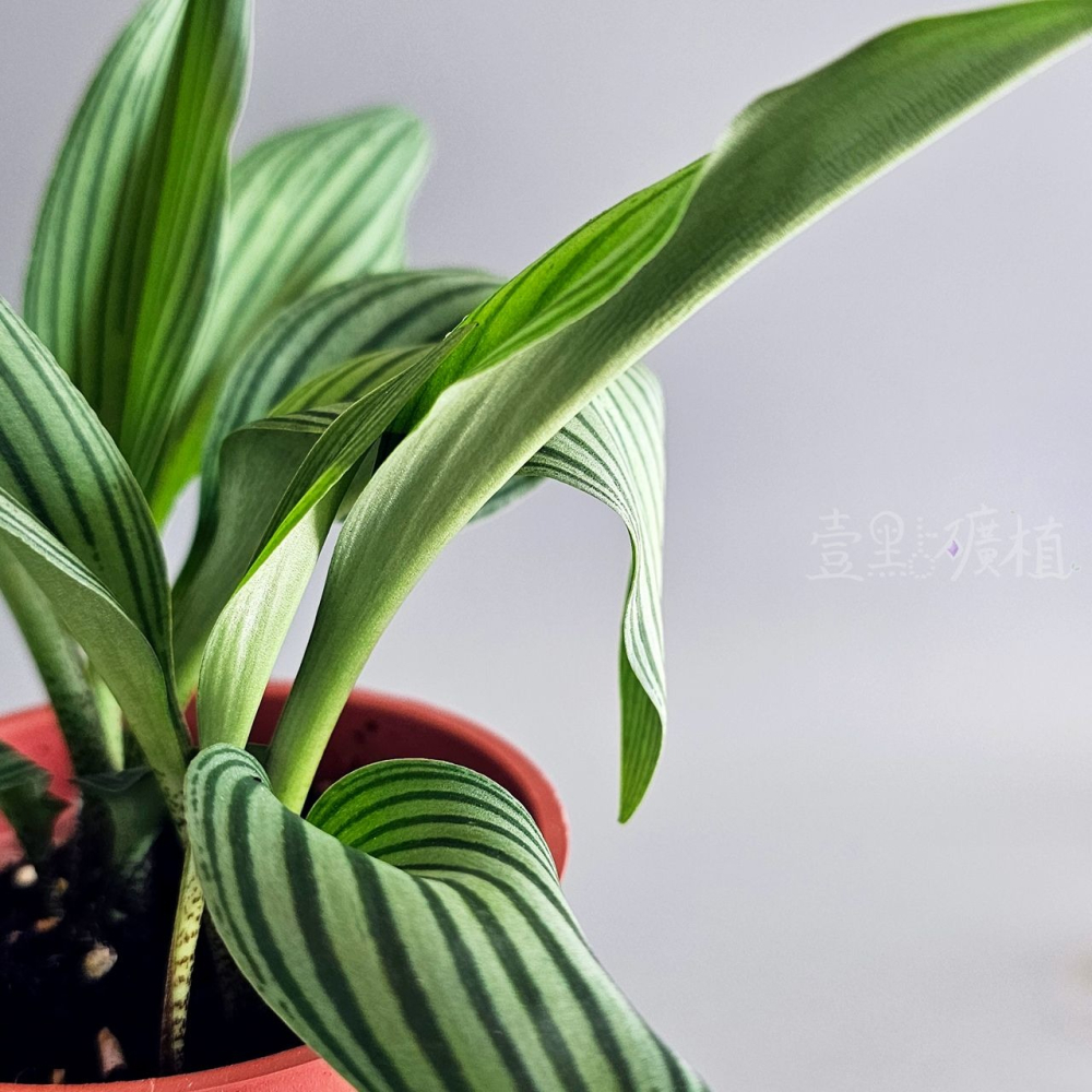 ❖植物❖ 西瓜皮油點百合 球根 3吋盆 天門冬科 多肉植物 壹點礦植 療癒植物 適合新手 油點百合-細節圖3