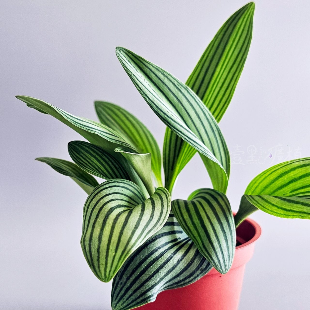 ❖植物❖ 西瓜皮油點百合 球根 3吋盆 天門冬科 多肉植物 壹點礦植 療癒植物 適合新手 油點百合-細節圖4