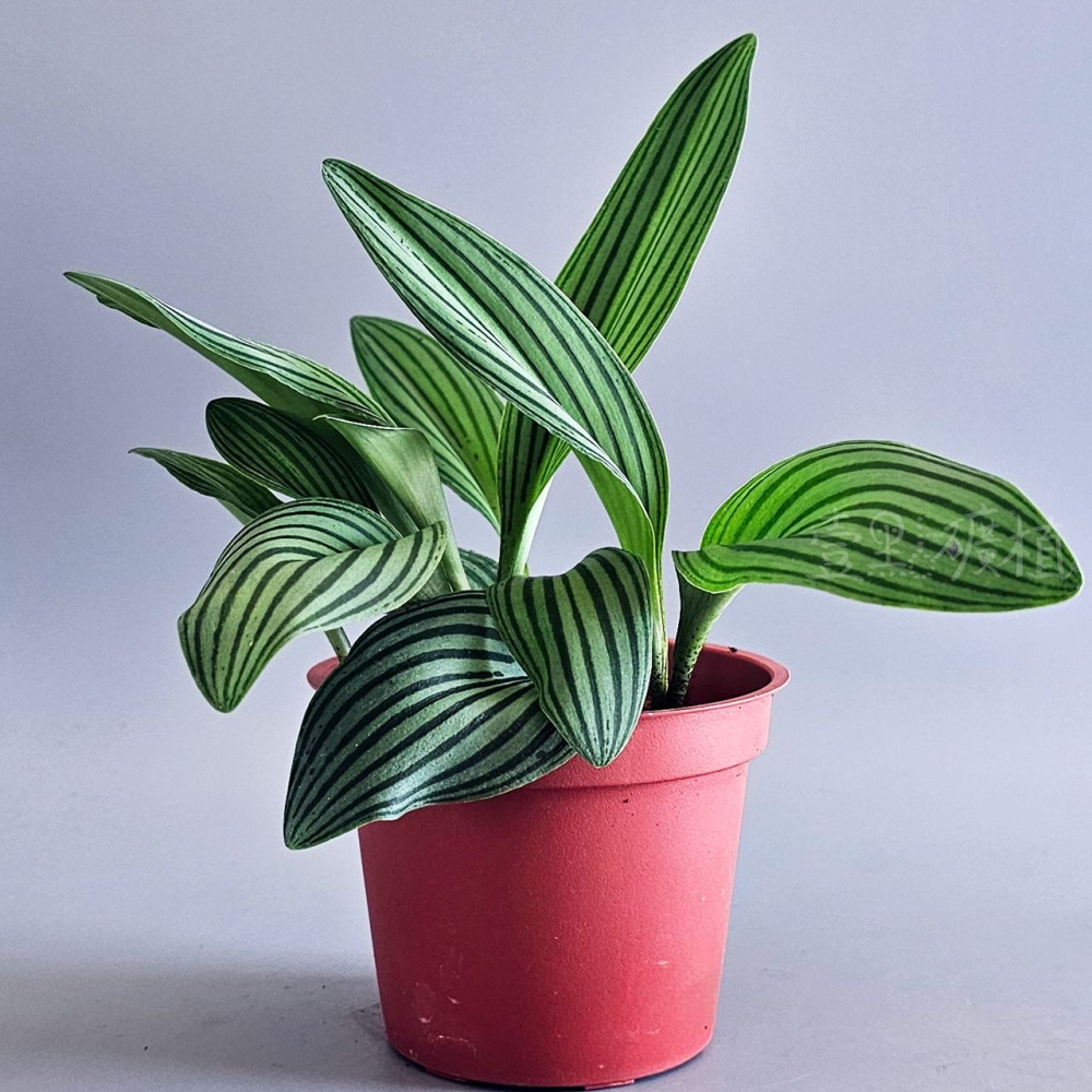 ❖植物❖ 西瓜皮油點百合 球根 3吋盆 天門冬科 多肉植物 壹點礦植 療癒植物 適合新手 油點百合-細節圖5