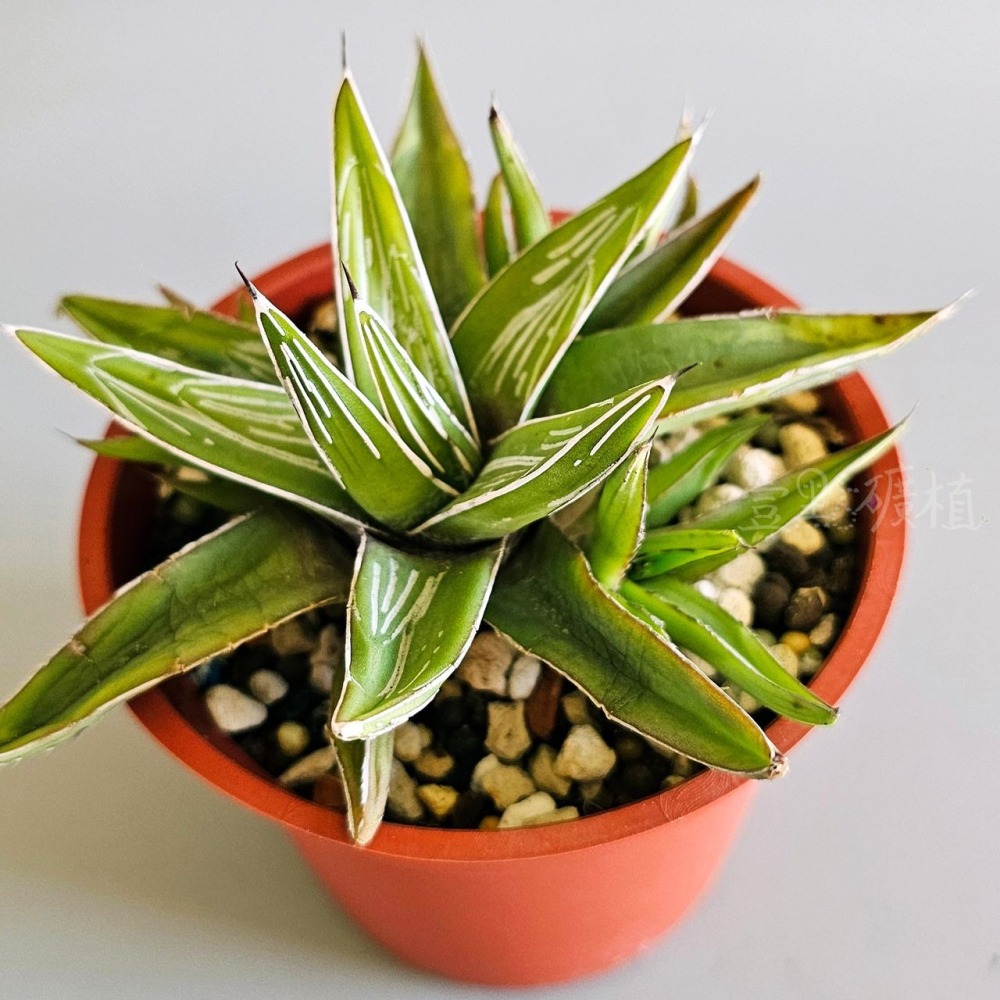 ❖植物❖ 世之雪 笹之雪 3吋盆 龍舌蘭 多肉植物 壹點礦植 療癒植物 適合新手-細節圖2