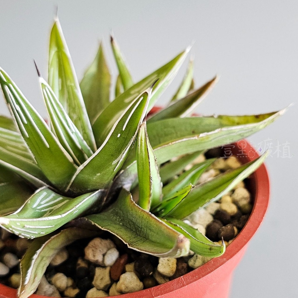 ❖植物❖ 世之雪 笹之雪 3吋盆 龍舌蘭 多肉植物 壹點礦植 療癒植物 適合新手-細節圖3