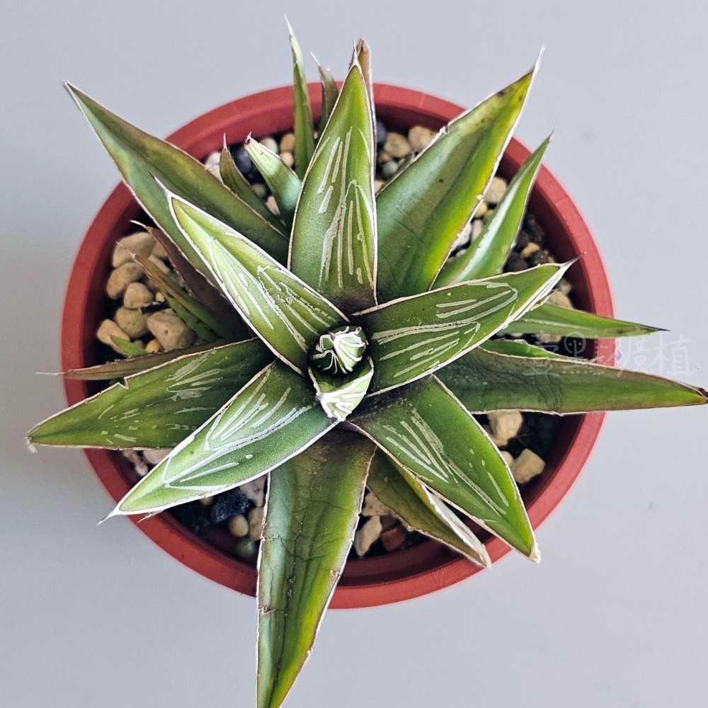 ❖植物❖ 世之雪 笹之雪 3吋盆 龍舌蘭 多肉植物 壹點礦植 療癒植物 適合新手-細節圖4