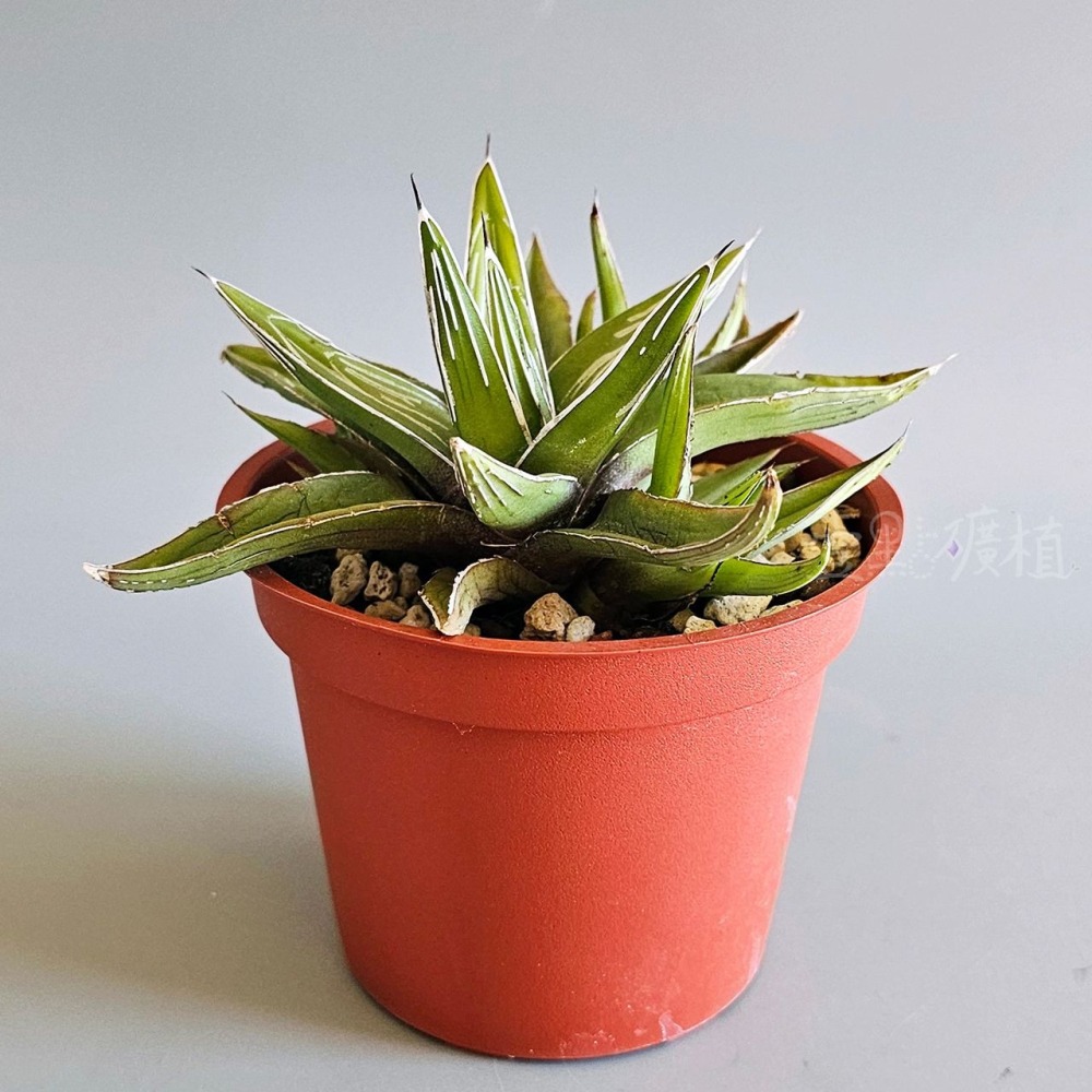 ❖植物❖ 世之雪 笹之雪 3吋盆 龍舌蘭 多肉植物 壹點礦植 療癒植物 適合新手-細節圖5