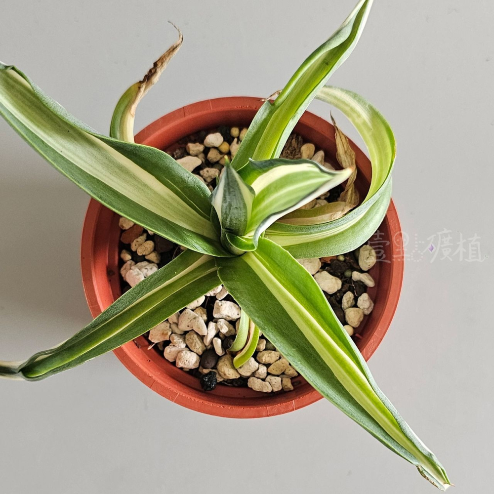 ❖植物❖鸚鵡嘴白中斑 3吋盆 龍舌蘭 多肉植物 療癒植物 景觀植物 壹點礦植-細節圖2