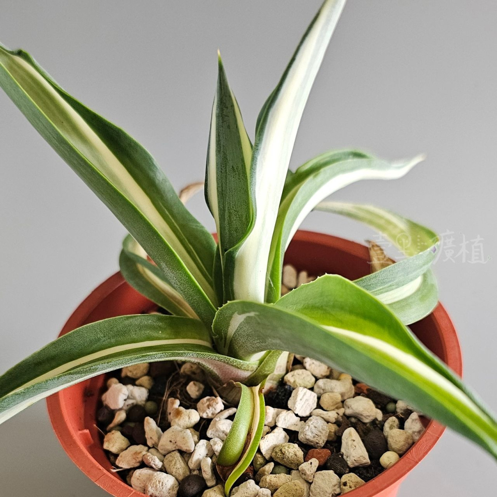 ❖植物❖鸚鵡嘴白中斑 3吋盆 龍舌蘭 多肉植物 療癒植物 景觀植物 壹點礦植-細節圖3