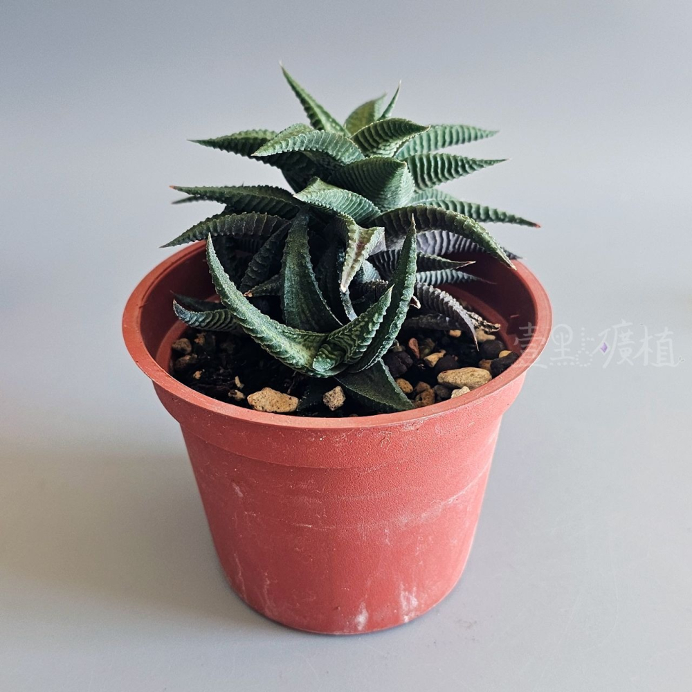 ❖植物❖ 琉璃殿 3吋盆 多肉植物 天門冬目 阿福花科 組盆 壹點礦植 療癒植物-細節圖2