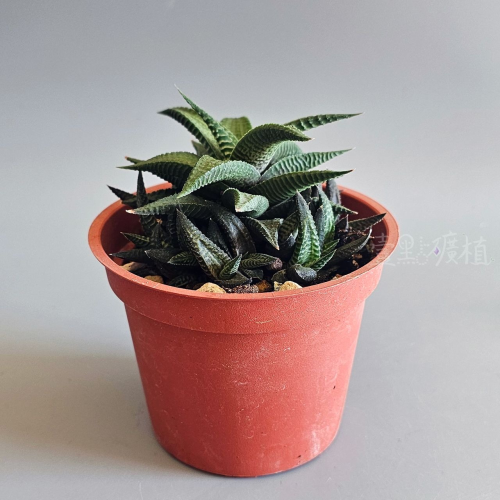 ❖植物❖ 琉璃殿 3吋盆 多肉植物 天門冬目 阿福花科 組盆 壹點礦植 療癒植物-細節圖3