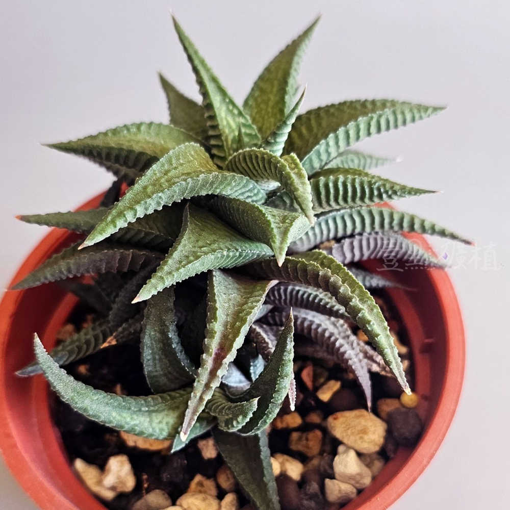 ❖植物❖ 琉璃殿 3吋盆 多肉植物 天門冬目 阿福花科 組盆 壹點礦植 療癒植物-細節圖4