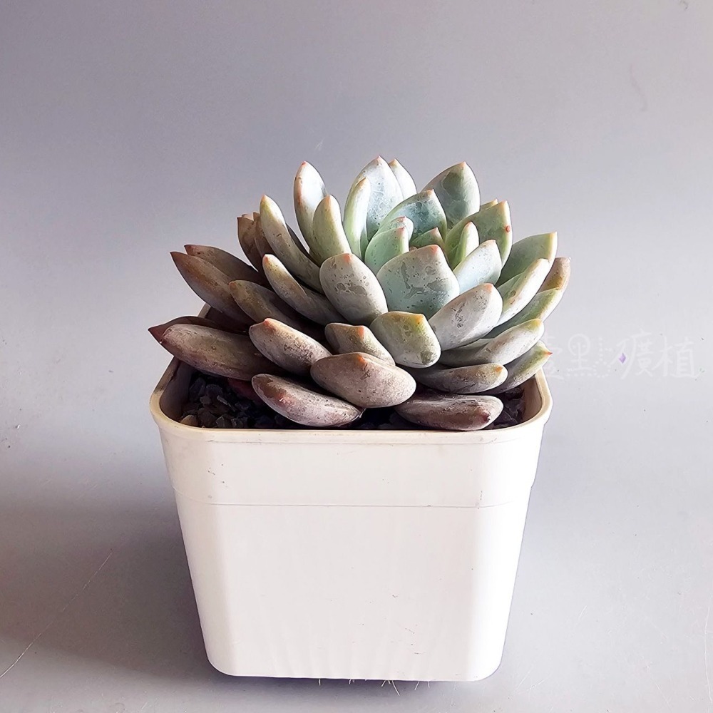 ❖植物❖ 橙夢露 韓肉 4吋盆 含盆土 組盆 多肉植物 壹點礦植 療癒植物 韓國多肉-細節圖2