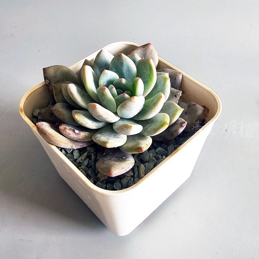 ❖植物❖ 橙夢露 韓肉 4吋盆 含盆土 組盆 多肉植物 壹點礦植 療癒植物 韓國多肉-細節圖3