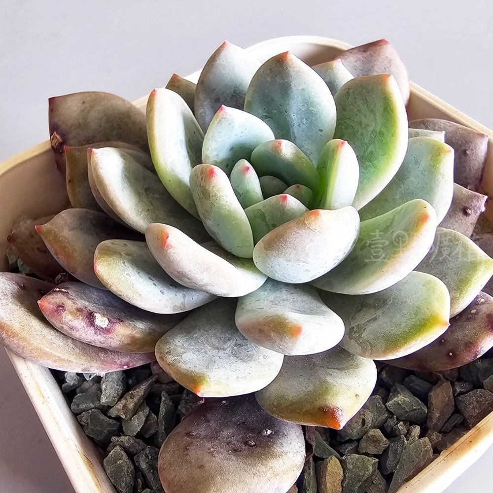 ❖植物❖ 橙夢露 韓肉 4吋盆 含盆土 組盆 多肉植物 壹點礦植 療癒植物 韓國多肉-細節圖4