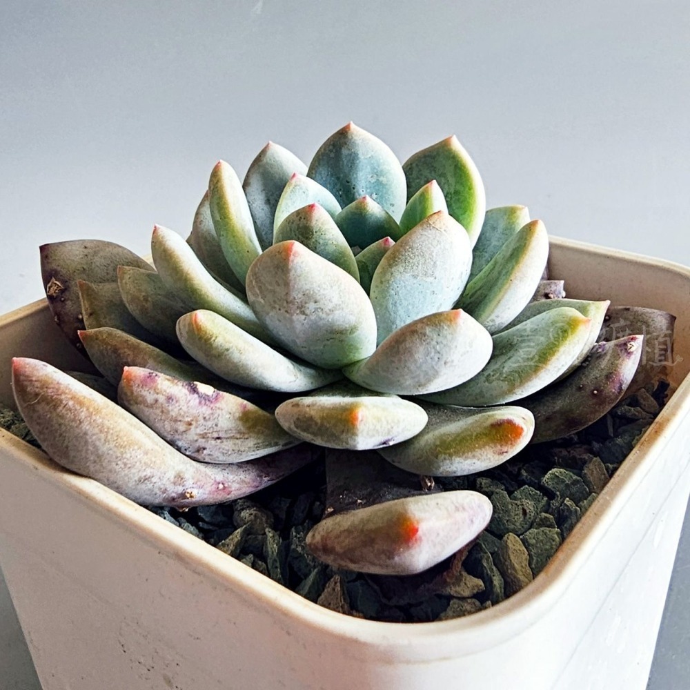 ❖植物❖ 橙夢露 韓肉 4吋盆 含盆土 組盆 多肉植物 壹點礦植 療癒植物 韓國多肉-細節圖5