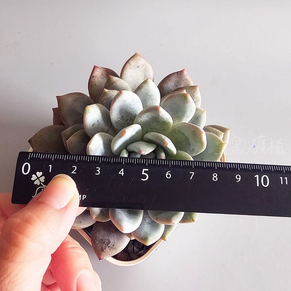 ❖植物❖ 橙夢露 韓肉 4吋盆 含盆土 組盆 多肉植物 壹點礦植 療癒植物 韓國多肉-規格圖7