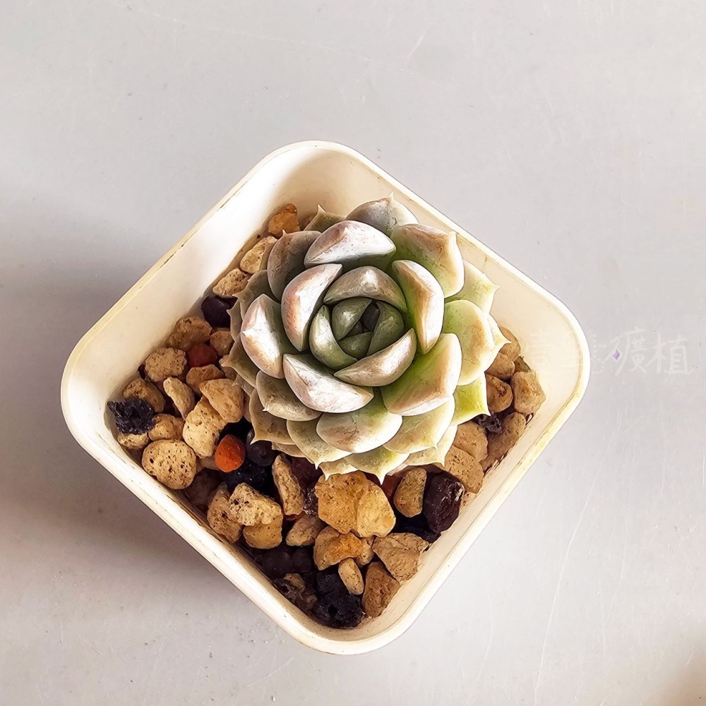 ❖植物❖ 奇異恩典 韓肉 韓國多肉 2吋盆 含盆土 組盆 多肉植物 壹點礦植 療癒植物-細節圖3