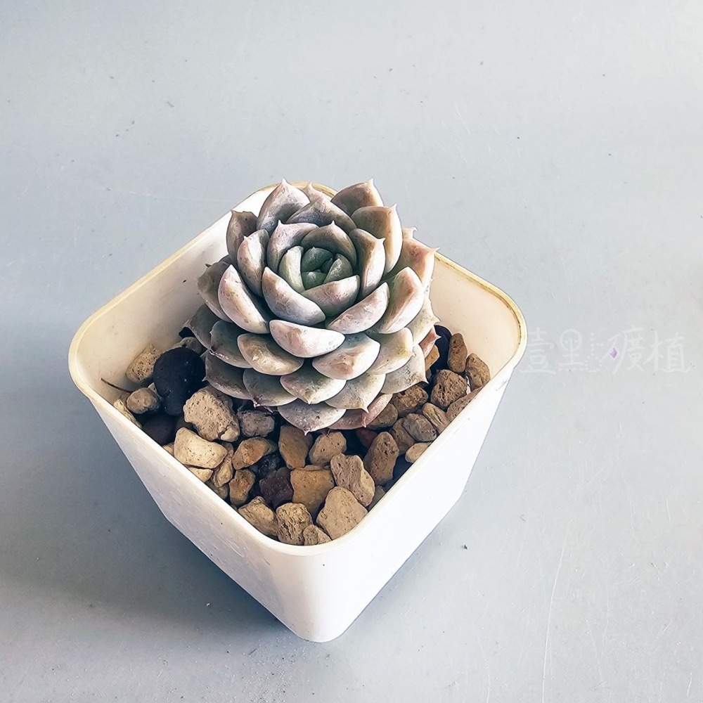 ❖植物❖ 奇異恩典 韓肉 韓國多肉 2吋盆 含盆土 組盆 多肉植物 壹點礦植 療癒植物-細節圖4