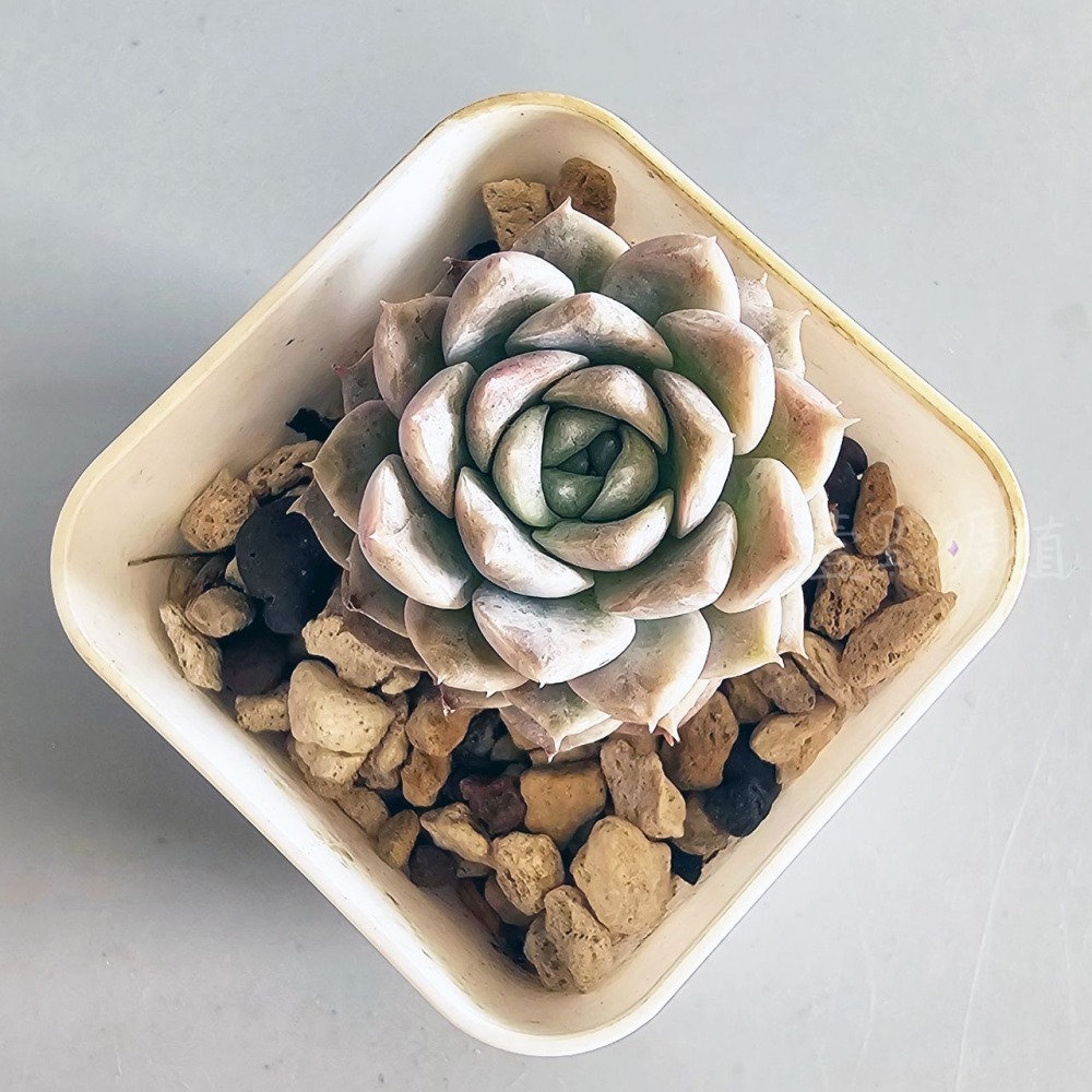 ❖植物❖ 奇異恩典 韓肉 韓國多肉 2吋盆 含盆土 組盆 多肉植物 壹點礦植 療癒植物-細節圖6