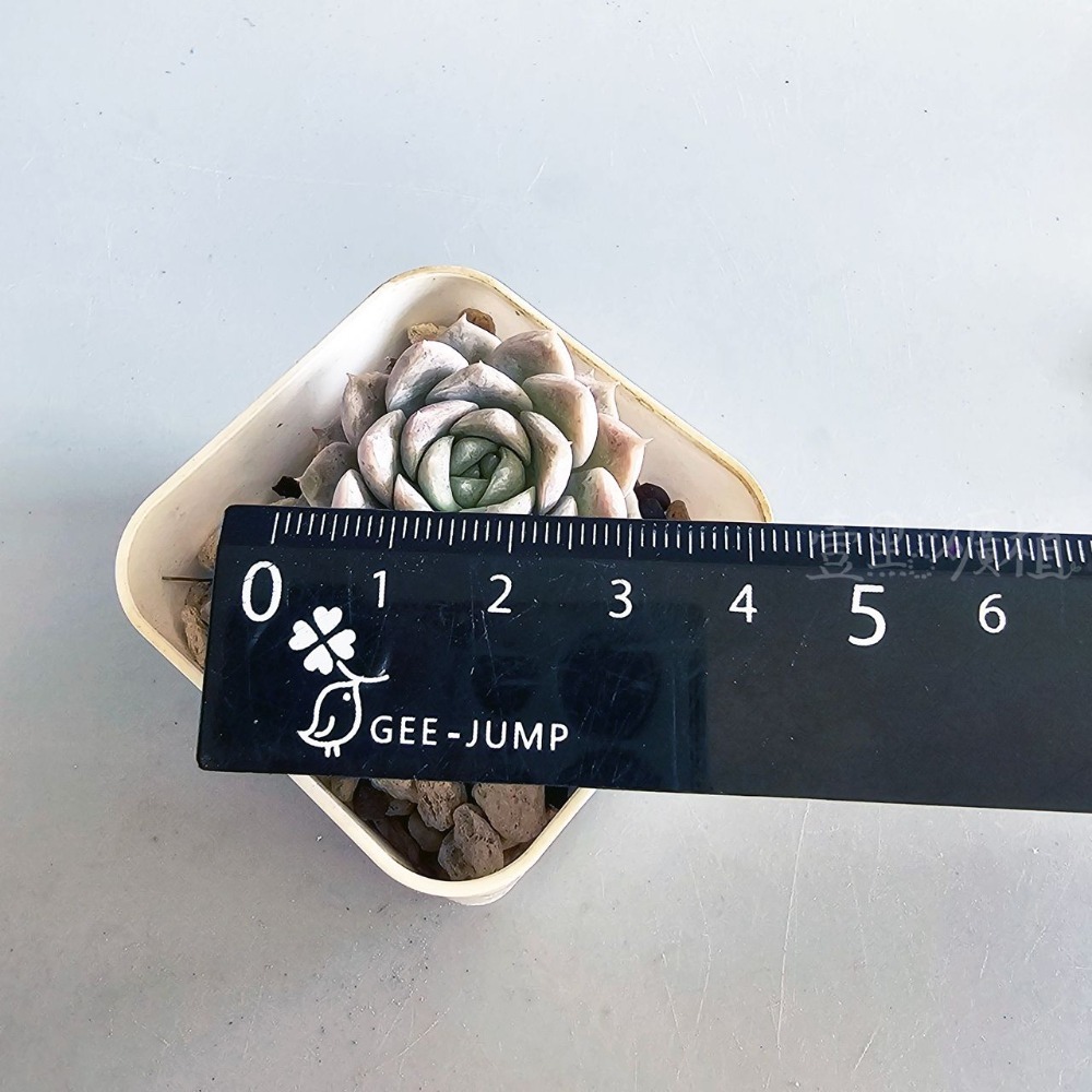 ❖植物❖ 奇異恩典 韓肉 韓國多肉 2吋盆 含盆土 組盆 多肉植物 壹點礦植 療癒植物-規格圖6