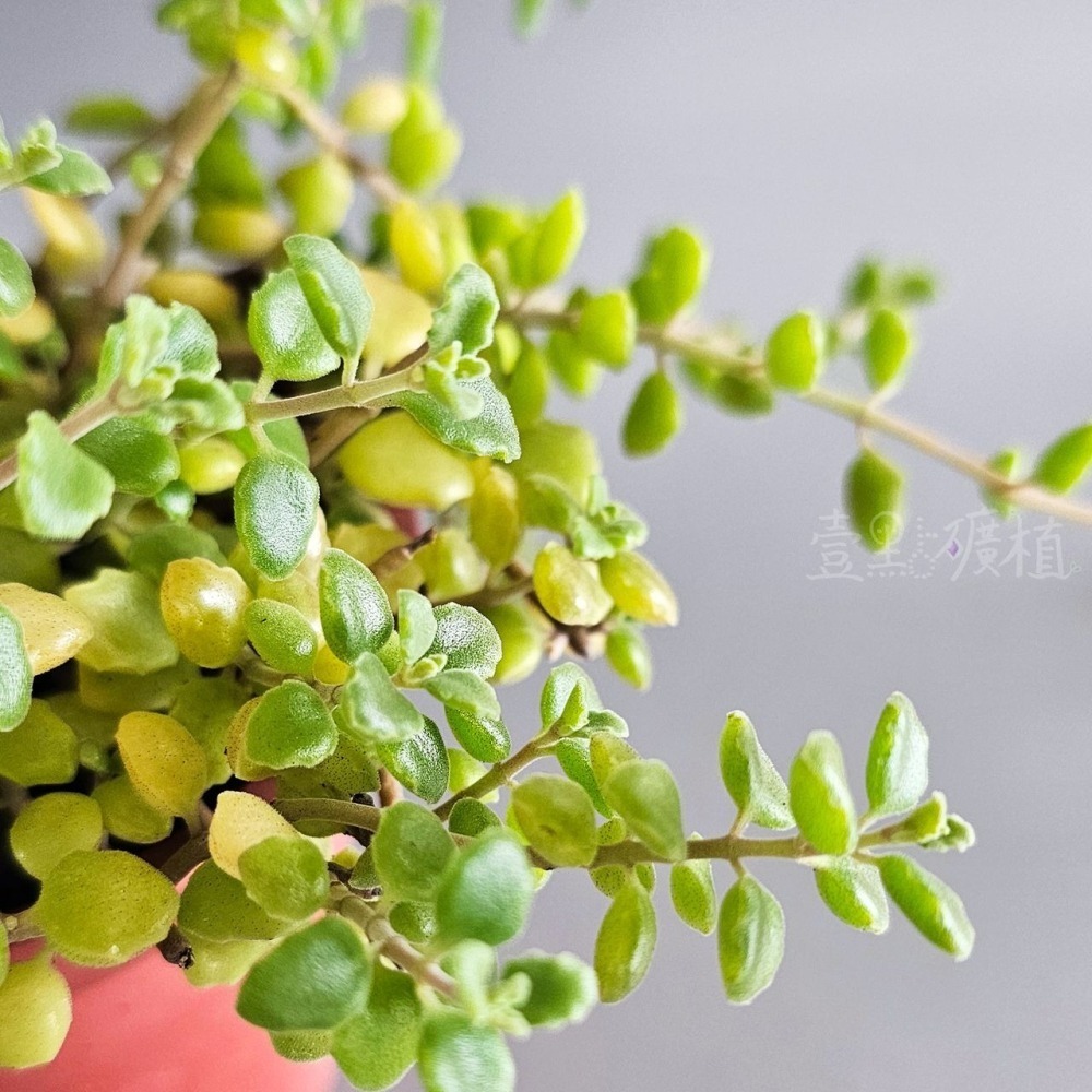 ❖植物❖臥地延命草 3吋盆 多肉植物 壹點礦植 療癒植物 垂墜植物 吊盆-細節圖2