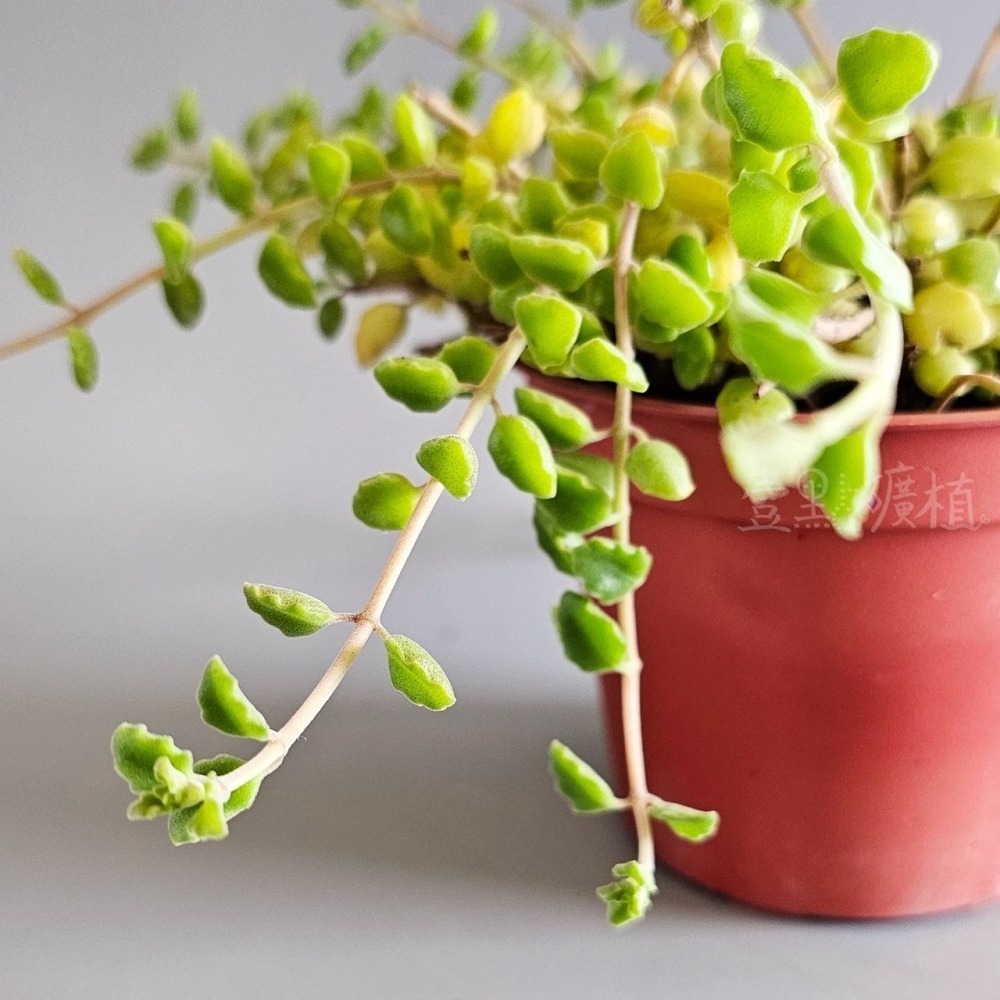 ❖植物❖臥地延命草 3吋盆 多肉植物 壹點礦植 療癒植物 垂墜植物 吊盆-細節圖3