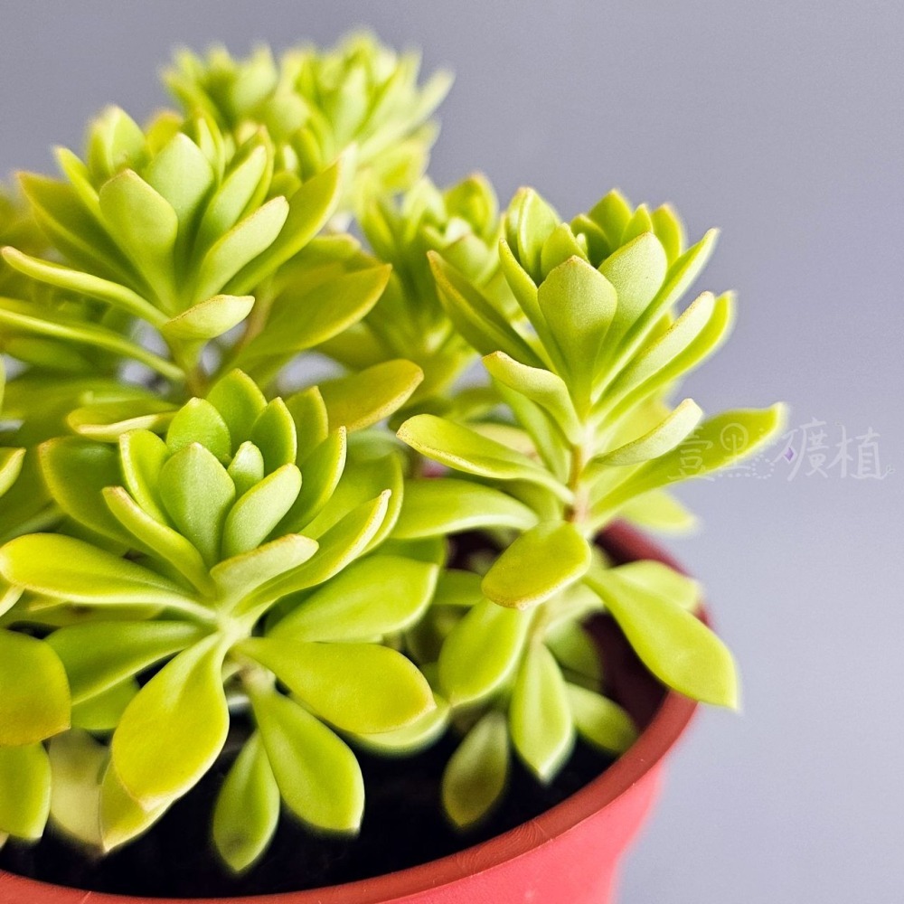 ❖植物❖ 雀利 景天科 3吋盆 多肉植物 壹點礦植 療癒植物 適合新手 佛甲草屬 黃花-細節圖2