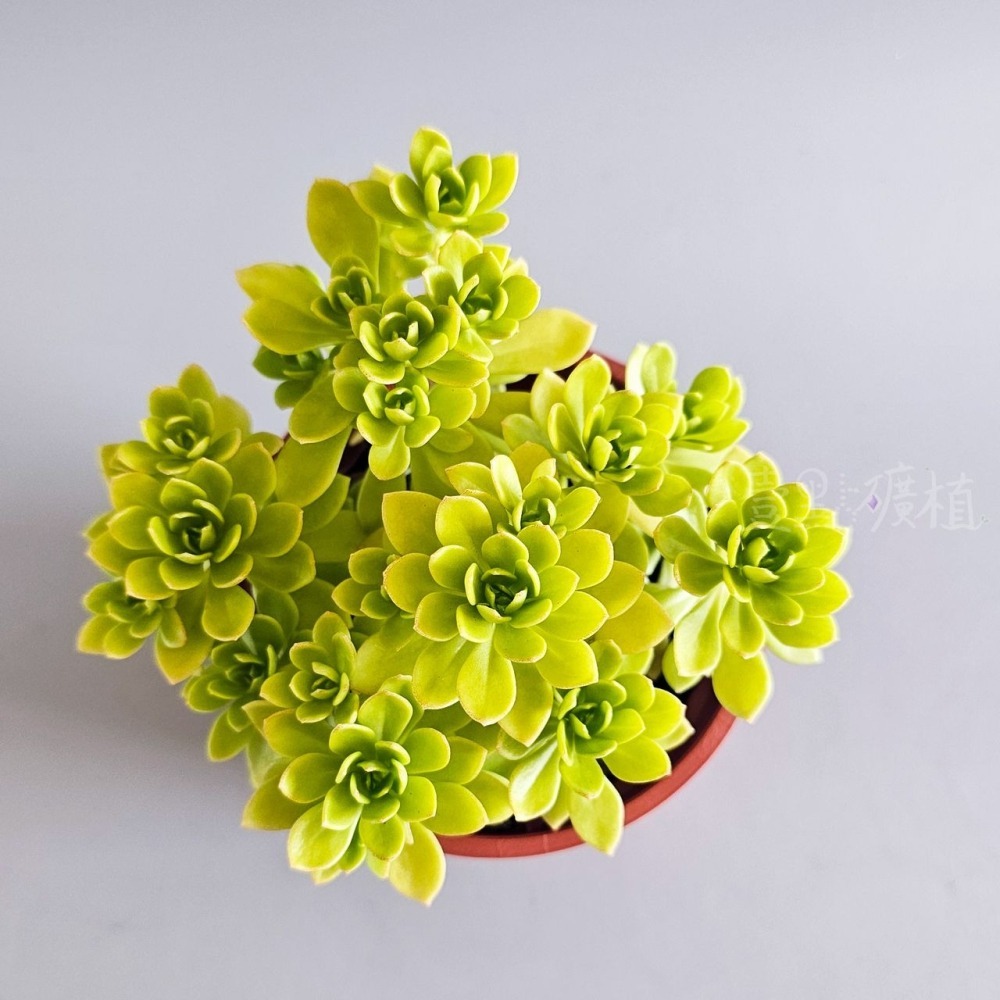 ❖植物❖ 雀利 景天科 3吋盆 多肉植物 壹點礦植 療癒植物 適合新手 佛甲草屬 黃花-細節圖3