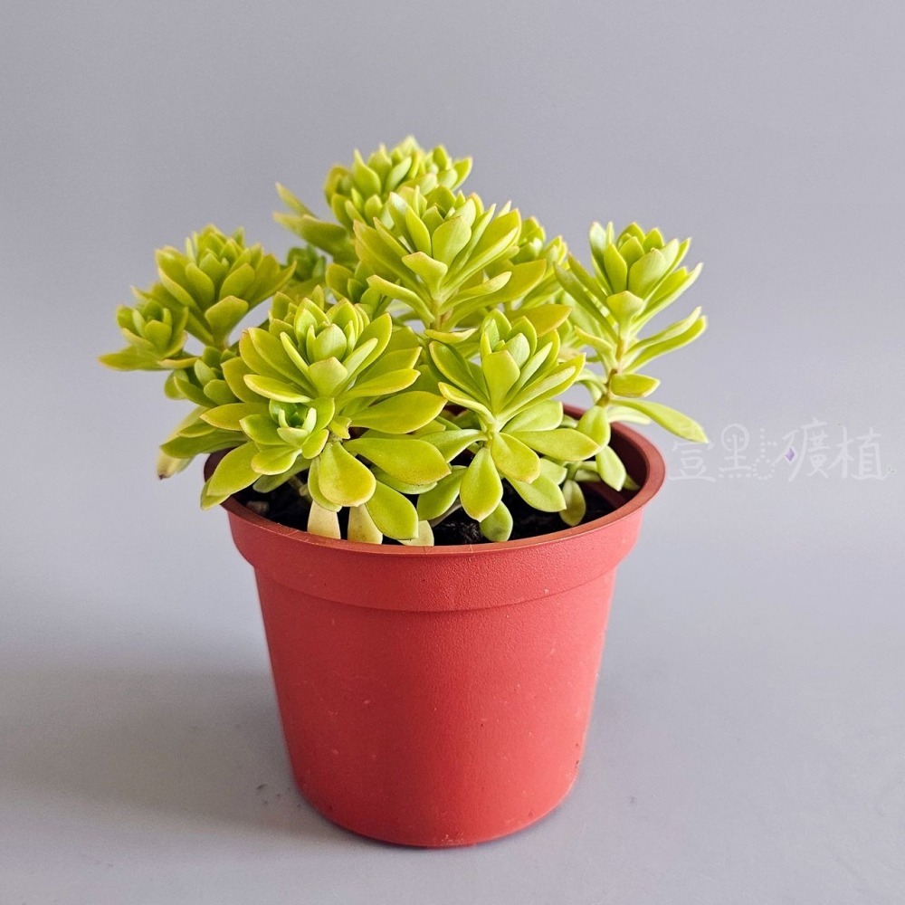 ❖植物❖ 雀利 景天科 3吋盆 多肉植物 壹點礦植 療癒植物 適合新手 佛甲草屬 黃花-細節圖4