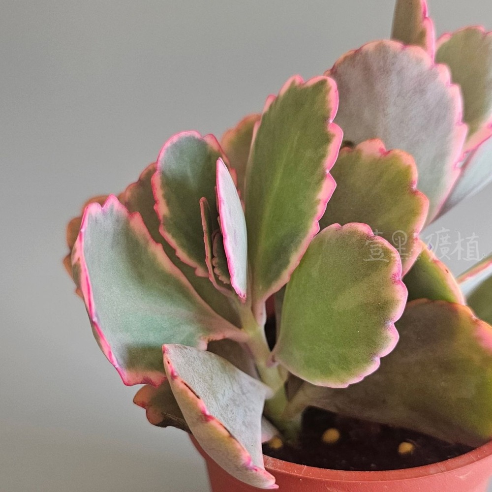 ❖植物❖ 蝴蝶之舞錦 3吋盆 多肉植物 壹點礦植 療癒植物 蝴蝶之舞 錦斑-細節圖2