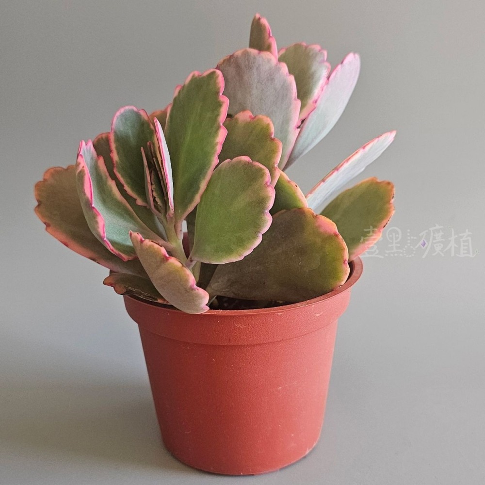 ❖植物❖ 蝴蝶之舞錦 3吋盆 多肉植物 壹點礦植 療癒植物 蝴蝶之舞 錦斑-細節圖3