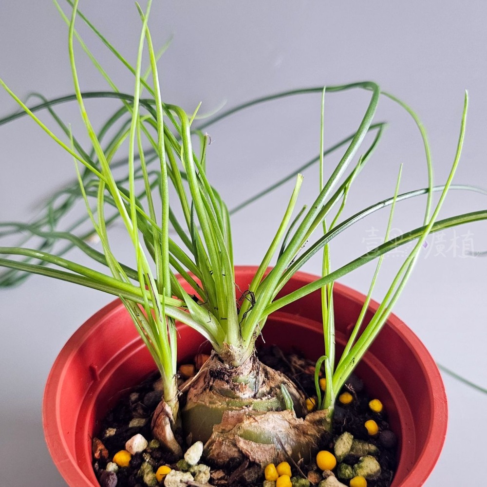 ❖植物❖ 哨兵花 球莖 3吋盆 天門冬科 多肉植物 壹點礦植 療癒植物 適合新手-細節圖2