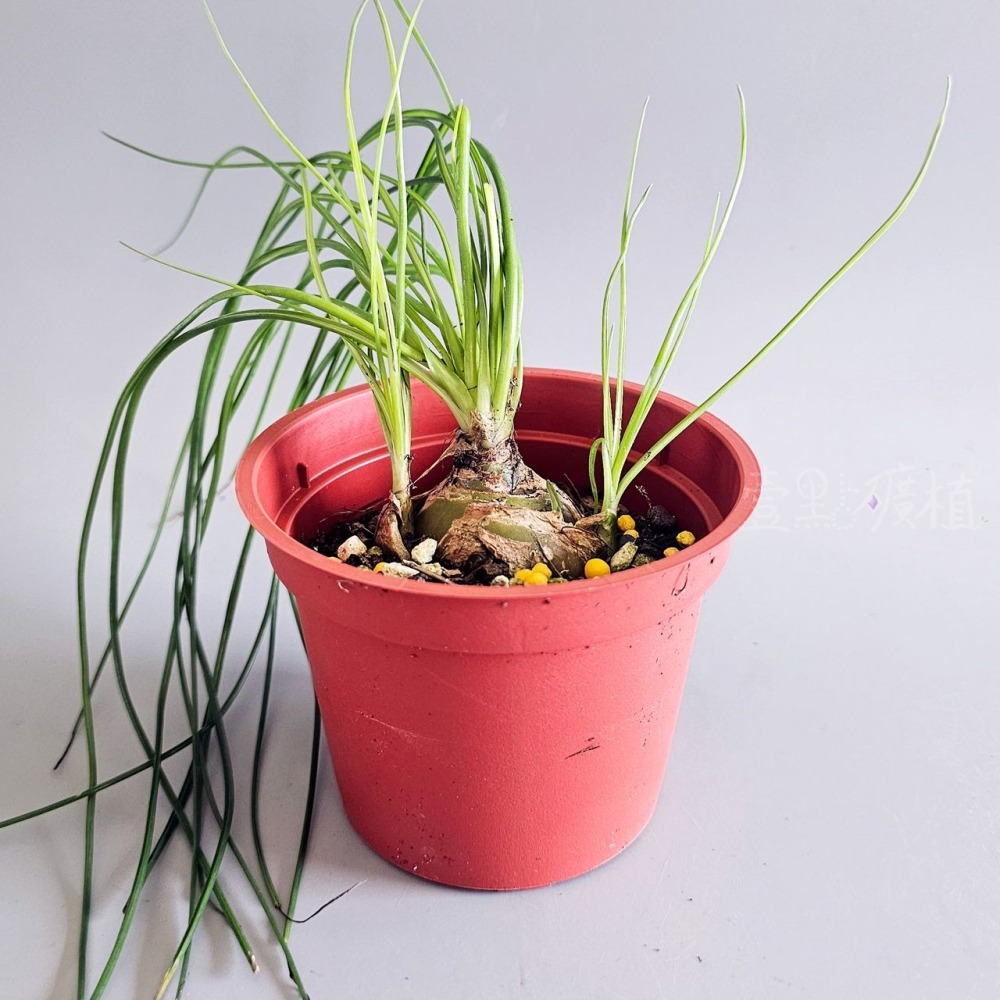 ❖植物❖ 哨兵花 球莖 3吋盆 天門冬科 多肉植物 壹點礦植 療癒植物 適合新手-細節圖3