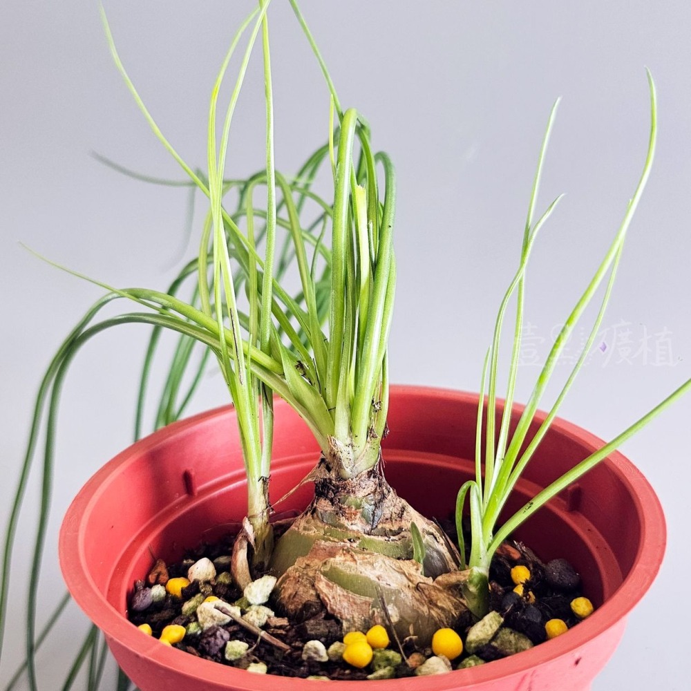 ❖植物❖ 哨兵花 球莖 3吋盆 天門冬科 多肉植物 壹點礦植 療癒植物 適合新手-細節圖4