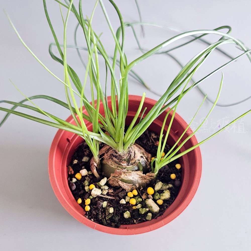 ❖植物❖ 哨兵花 球莖 3吋盆 天門冬科 多肉植物 壹點礦植 療癒植物 適合新手-細節圖5