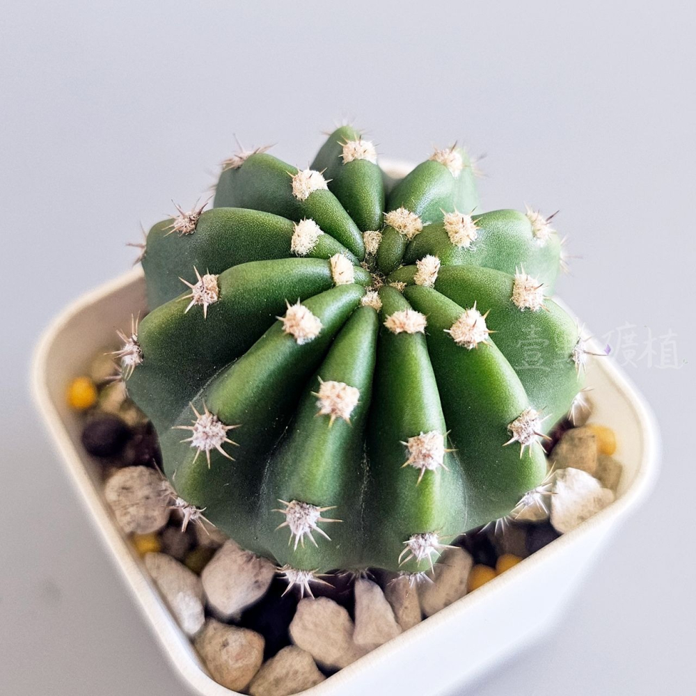 ❖植物❖ 短毛丸 仙人掌 2吋盆 多肉植物 壹點礦植 療癒植物 適合新手-細節圖2