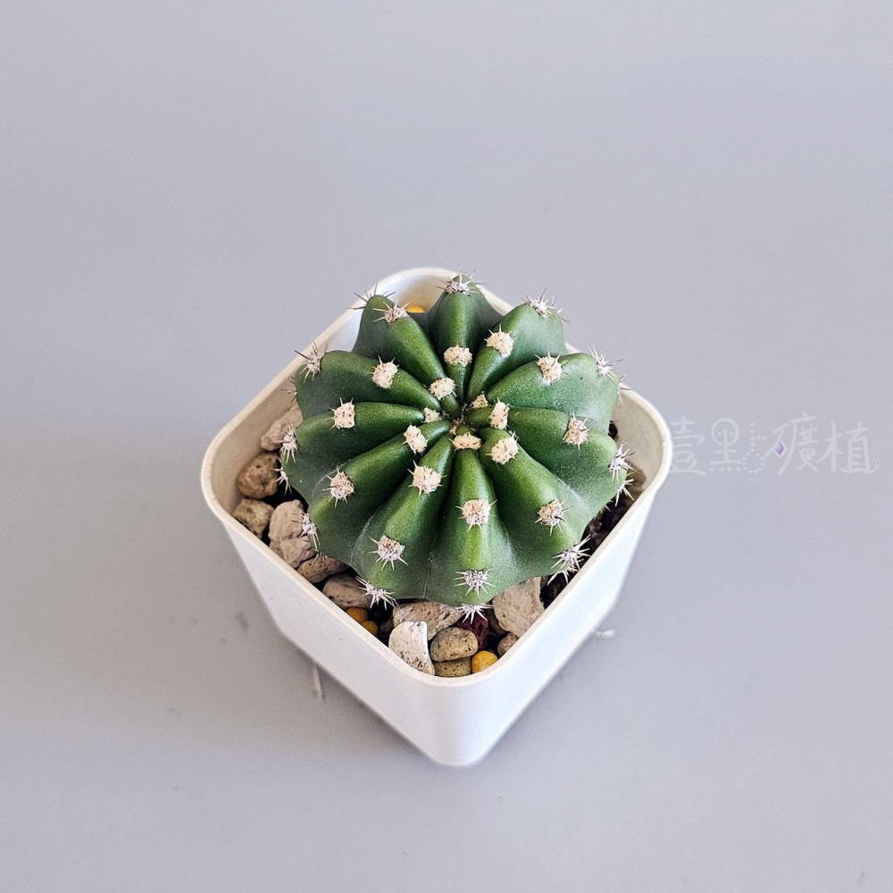 ❖植物❖ 短毛丸 仙人掌 2吋盆 多肉植物 壹點礦植 療癒植物 適合新手-細節圖3