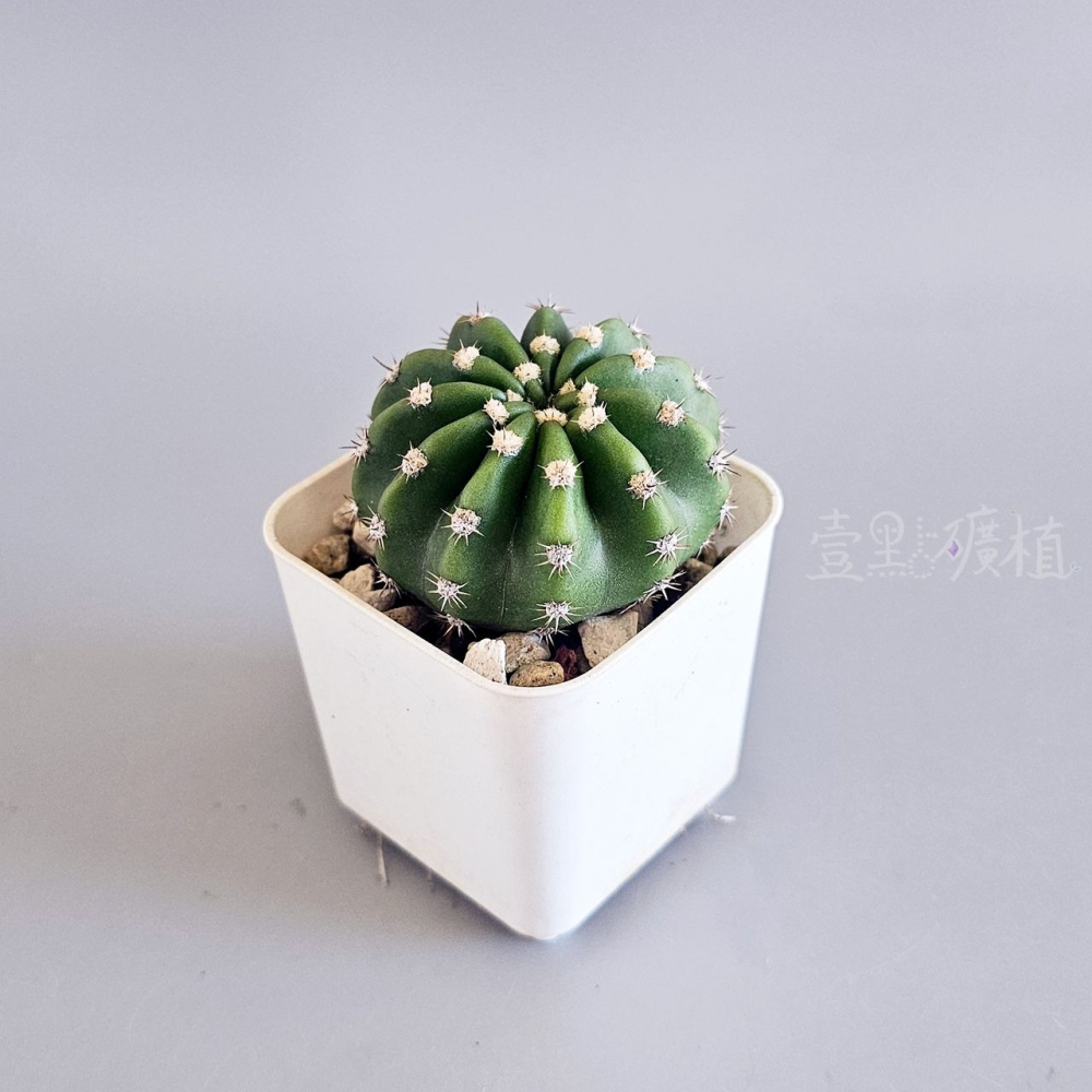 ❖植物❖ 短毛丸 仙人掌 2吋盆 多肉植物 壹點礦植 療癒植物 適合新手-細節圖4