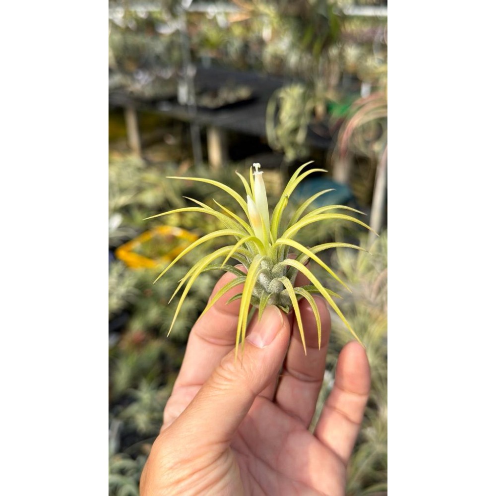 幸福貓「白花 德魯伊小精靈」空氣鳳梨／空鳳（植物/地表最強/送禮小物/交換小物/婚禮小物）-細節圖2