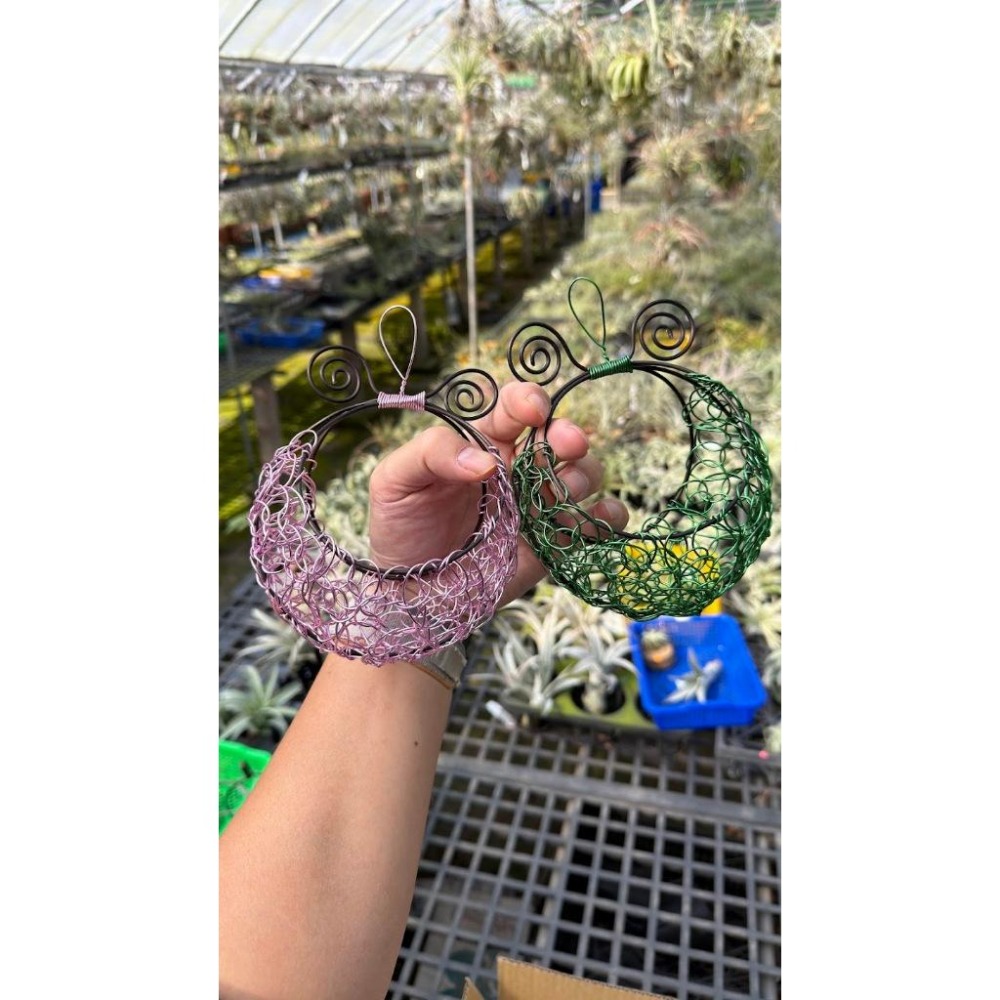 幸福貓「純手作 鋁線搖籃」 鋁線 / 空氣鳳梨／空鳳（新手五星推薦入門款/植物/地表最強/送禮小物/交換小物/婚-細節圖2