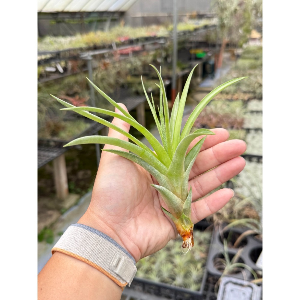 幸福貓「肯吉x羅西」 空氣鳳梨／空鳳（新手五星推薦入門款/植物/地表最強/送禮小物/交換小物/婚禮小物）-規格圖3